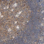 Immunohistochemical staining of human lymph node using Anti-EIF4G3 antibody HPA025031.