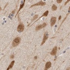 Immunohistochemical staining of human cerebral cortex using Anti-EIF4G3 antibody HPA025031.