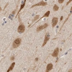 Immunohistochemical staining of human cerebral cortex using Anti-EIF4G3 antibody HPA025031.