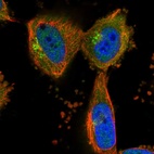 Immunofluorescent staining of human cell line U-251 MG shows localization to cytosol & the Golgi apparatus.