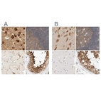 Immunohistochemical staining of human cerebral cortex, lymph node, skeletal muscle and testis using Anti-EIF4G3 antibody HPA025039 (A) shows similar protein distribution across tissues to independent antibody HPA025031 (B).