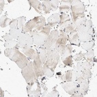 Immunohistochemical staining of human skeletal muscle shows low expression as expected.
