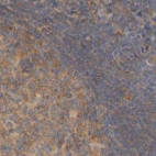 Immunohistochemical staining of human lymph node using Anti-EIF4G3 antibody HPA025039.