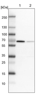 Lane 1: NIH-3T3 cell lysate (Mouse embryonic fibroblast cells)_br/_Lane 2: NBT-II cell lysate (Rat Wistar bladder tumour cells)