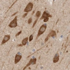 Immunohistochemical staining of human cerebral cortex using Anti-EIF4G3 antibody HPA025041.