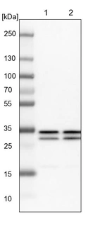 Lane 1: NIH-3T3 cell lysate (Mouse embryonic fibroblast cells)_br/_Lane 2: NBT-II cell lysate (Rat Wistar bladder tumour cells)