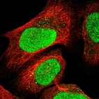 Immunofluorescent staining of human cell line U-2 OS shows localization to nucleus.