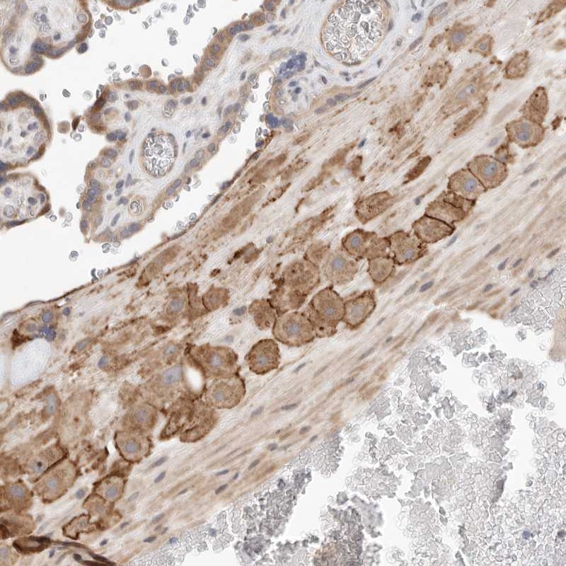 Anti-C8orf86 Antibody