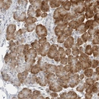 Anti-C8orf48 Antibody
