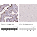 Anti-ERICH5 Antibody