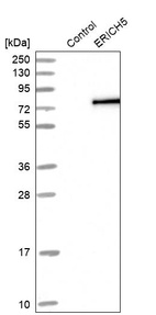 Western blot analysis in control (vector only transfected HEK293T lysate) and ERICH5 over-expression lysate (Co-expressed with a C-terminal myc-DDK tag (~3.1 kDa) in mammalian HEK293T cells, LY406460).