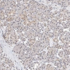 Immunohistochemical staining of human pancreas shows weak cytoplasmic positivity in exocrine glandular cells.