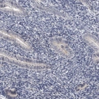Immunohistochemical staining of human endometrium shows low expression as expected.