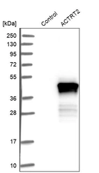 Western blot analysis in control (vector only transfected HEK293T lysate) and ACTRT2 over-expression lysate (Co-expressed with a C-terminal myc-DDK tag (~3.1 kDa) in mammalian HEK293T cells, LY409174).