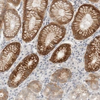 Immunohistochemical staining of human stomach shows strong cytoplasmic positivity in glandular cells.