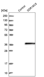 Western blot analysis in control (vector only transfected HEK293T lysate) and SDR16C5 over-expression lysate (Co-expressed with a C-terminal myc-DDK tag (~3.1 kDa) in mammalian HEK293T cells, LY408444).