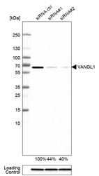 Anti-VANGL1 Antibody