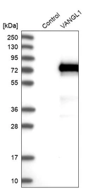 Western blot analysis in control (vector only transfected HEK293T lysate) and VANGL1 over-expression lysate (Co-expressed with a C-terminal myc-DDK tag (~3.1 kDa) in mammalian HEK293T cells, LY403377).