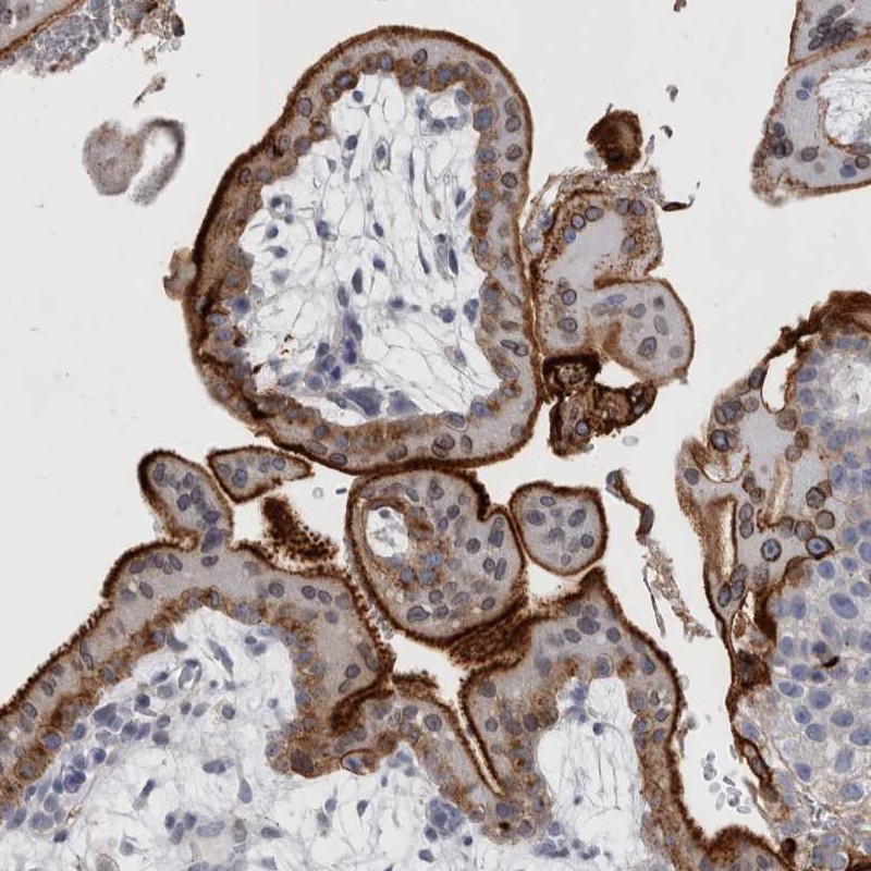 Anti-DNAJC24 Antibody