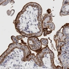 Anti-DNAJC24 Antibody