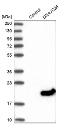 Western blot analysis in control (vector only transfected HEK293T lysate) and DNAJC24 over-expression lysate (Co-expressed with a C-terminal myc-DDK tag (~3.1 kDa) in mammalian HEK293T cells, LY405653).