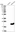 Anti-DNAJC24 Antibody