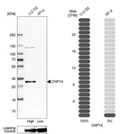 Western blot analysis in human cell line U-2 OS and human cell line RT-4.