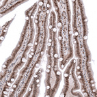 Immunohistochemical staining of human gastrointestinal shows moderate to strong nuclear positivity in glandular cells.