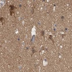 Immunohistochemical staining of human cerebral cortex using Anti-TSPOAP1 antibody HPA025244.