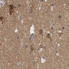 Immunohistochemical staining of human cerebral cortex using Anti-TSPOAP1 antibody HPA025244.