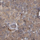Immunohistochemical staining of human pancreas using Anti-TSPOAP1 antibody HPA025244.