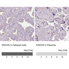 Anti-ERICH5 Antibody