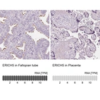 Anti-ERICH5 Antibody