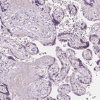 Immunohistochemical staining of human placenta shows low expression as expected.