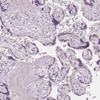 Immunohistochemical staining of human placenta shows low expression as expected.