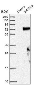 Western blot analysis in control (vector only transfected HEK293T lysate) and ERICH5 over-expression lysate (Co-expressed with a C-terminal myc-DDK tag (~3.1 kDa) in mammalian HEK293T cells, LY406460).