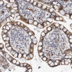 Immunohistochemical staining of human small intestine shows moderate cytoplasmic positivity in glandular cells.