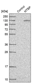 Western blot analysis in control (vector only transfected HEK293T lysate) and MTBP over-expression lysate (Co-expressed with a C-terminal myc-DDK tag (~3.1 kDa) in mammalian HEK293T cells, LY411823).
