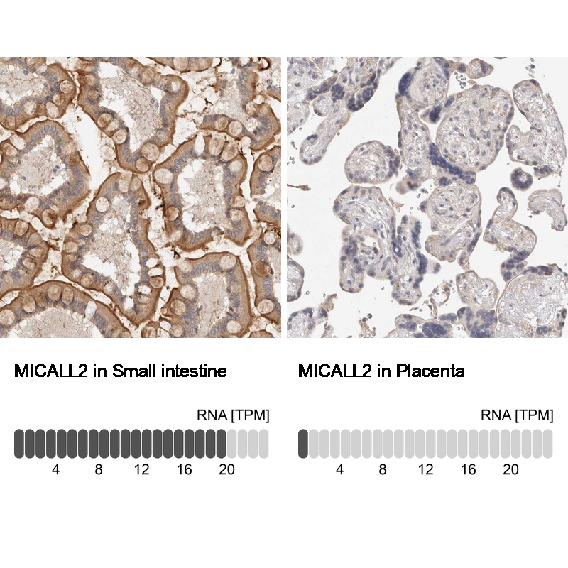 Anti-MICALL2 Antibody