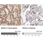 Anti-MICALL2 Antibody
