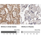 Anti-MICALL2 Antibody