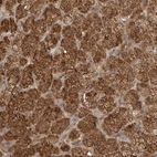 Immunohistochemical staining of human adrenal gland shows strong granular cytoplasmic positivity in glandular cells.