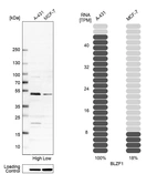 Western blot analysis in human cell line A-431 and human cell line MCF-7.