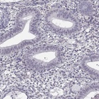 Immunohistochemical staining of human endometrium shows low expression as expected.