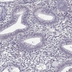 Immunohistochemical staining of human endometrium shows low expression as expected.