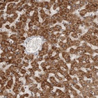 Anti-SERAC1 Antibody