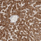 Anti-SERAC1 Antibody
