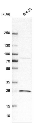 Western blot analysis in human cell line RH-30.