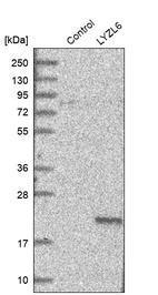 Western blot analysis in control (vector only transfected HEK293T lysate) and LYZL6 over-expression lysate (Co-expressed with a C-terminal myc-DDK tag (~3.1 kDa) in mammalian HEK293T cells, LY412477).