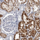 Immunohistochemical staining of human kidney shows moderate to strong granular cytoplasmic positivity in cells in tubules.